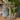 Mahua Tree